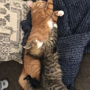 Meet your Posher, Theodore